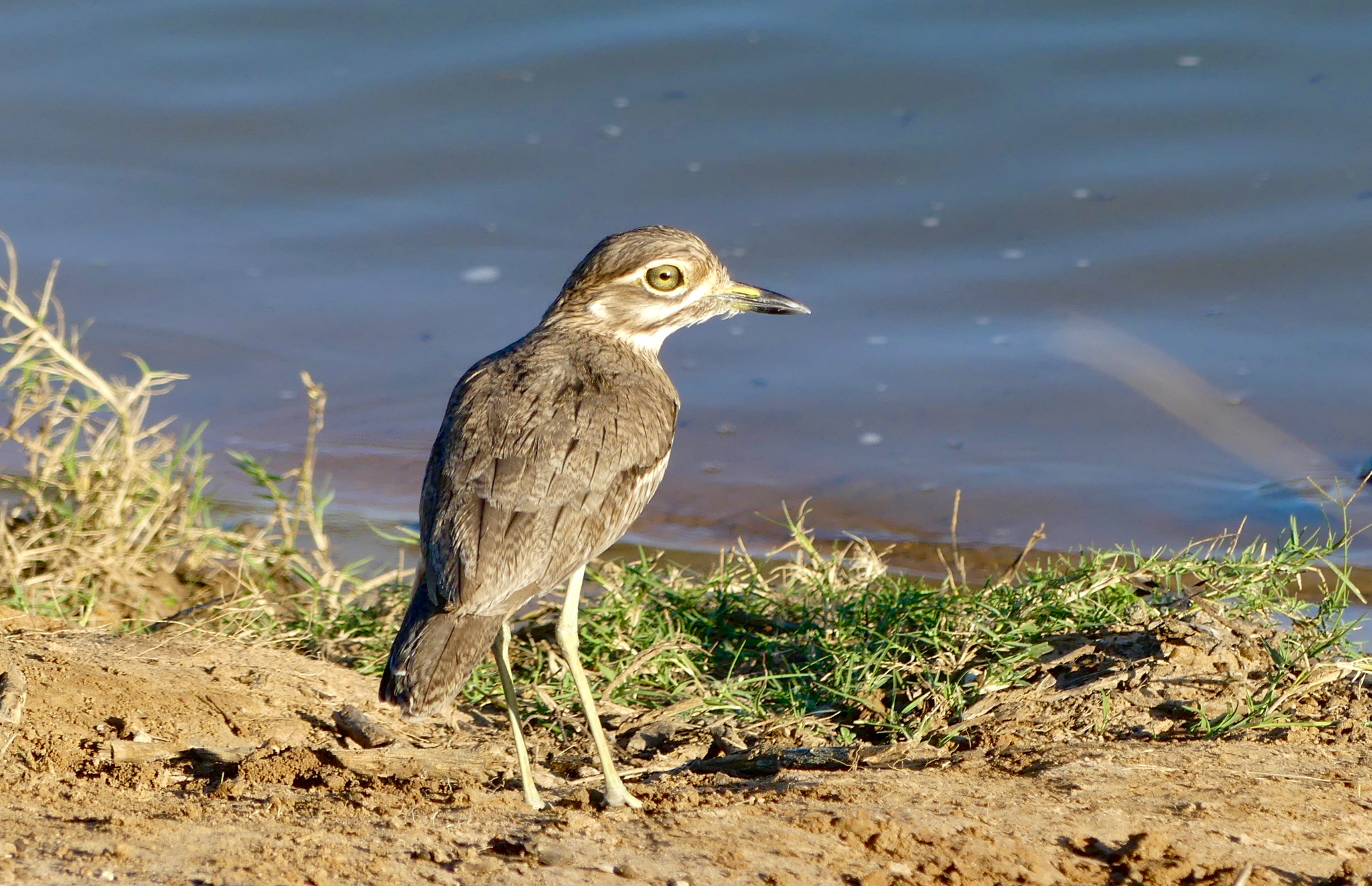 Water Thick knee